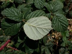 Rubus martrinii
