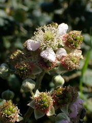 Rubus martrinii