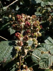 Rubus martrinii