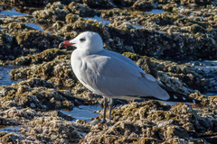 Ichthyaetus audouinii