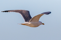 Larus michahellis