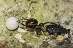 Steatoda paykulliana