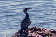 Phalacrocorax carbo