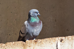 Columba livia domestica