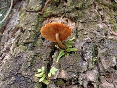 Gymnopilus