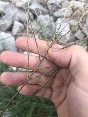 Digitaria bicornis