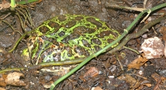 Ceratophrys