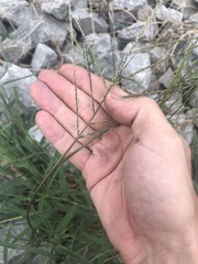 Digitaria bicornis