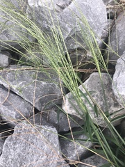 Digitaria bicornis