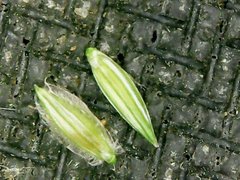 Digitaria bicornis