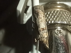 Gymnancyla ruscinonella