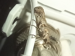 Gymnancyla ruscinonella