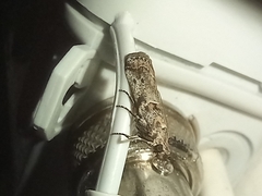 Gymnancyla ruscinonella