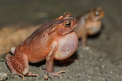 Ingerophrynus celebensis