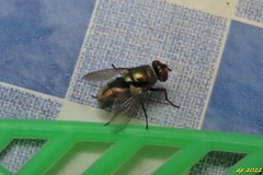 Lucilia sericata