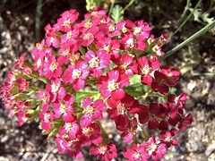 Achillea millefolium