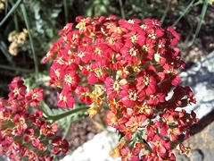 Achillea millefolium