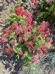 Achillea millefolium