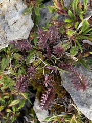 Pedicularis rosea
