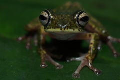 Rhacophorus edentulus