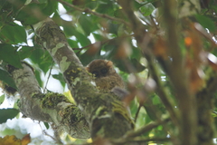 Tarsius