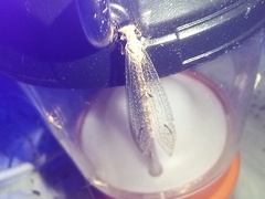 Macronemurus appendiculatus