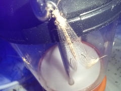 Macronemurus appendiculatus