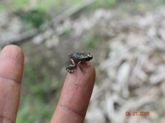 Eleutherodactylus cystignathoides