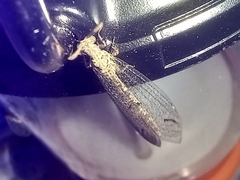 Macronemurus appendiculatus