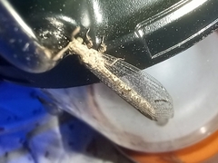 Macronemurus appendiculatus