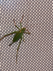 Leptophyes punctatissima