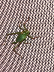 Leptophyes punctatissima