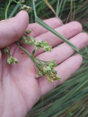 Polemonium caeruleum