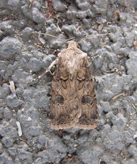Agrotis bigramma