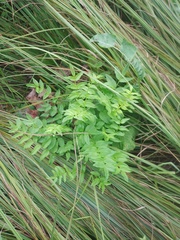 Polemonium caeruleum