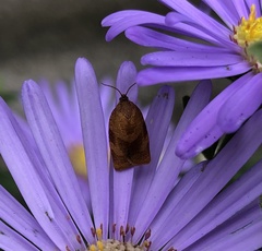Cacoecimorpha pronubana
