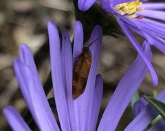 Cacoecimorpha pronubana
