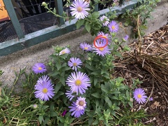 Cacoecimorpha pronubana