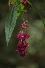 Buddleja colvilei