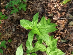 Lithospermum latifolium