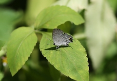 Sinthusa chandrana