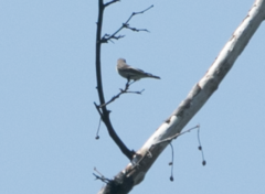 Ficedula hypoleuca