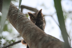 Otus spilocephalus hambroecki
