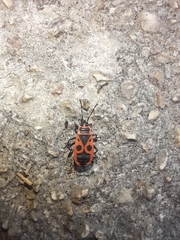 Pyrrhocoris apterus