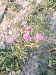 Cirsium arvense