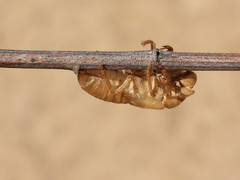Diceroprocta apache