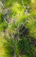 Annesorhiza macrocarpa