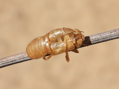 Diceroprocta apache