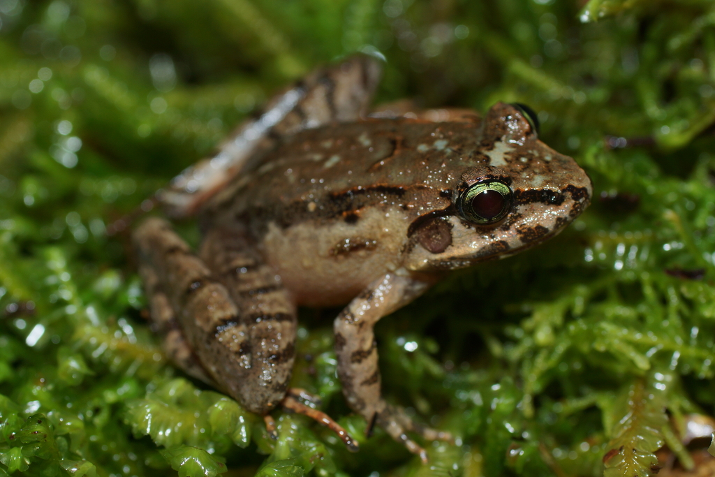 Limnonectes modestus from North Luwu Regency, South Sulawesi, Indonesia ...