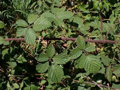 Rubus pilifer